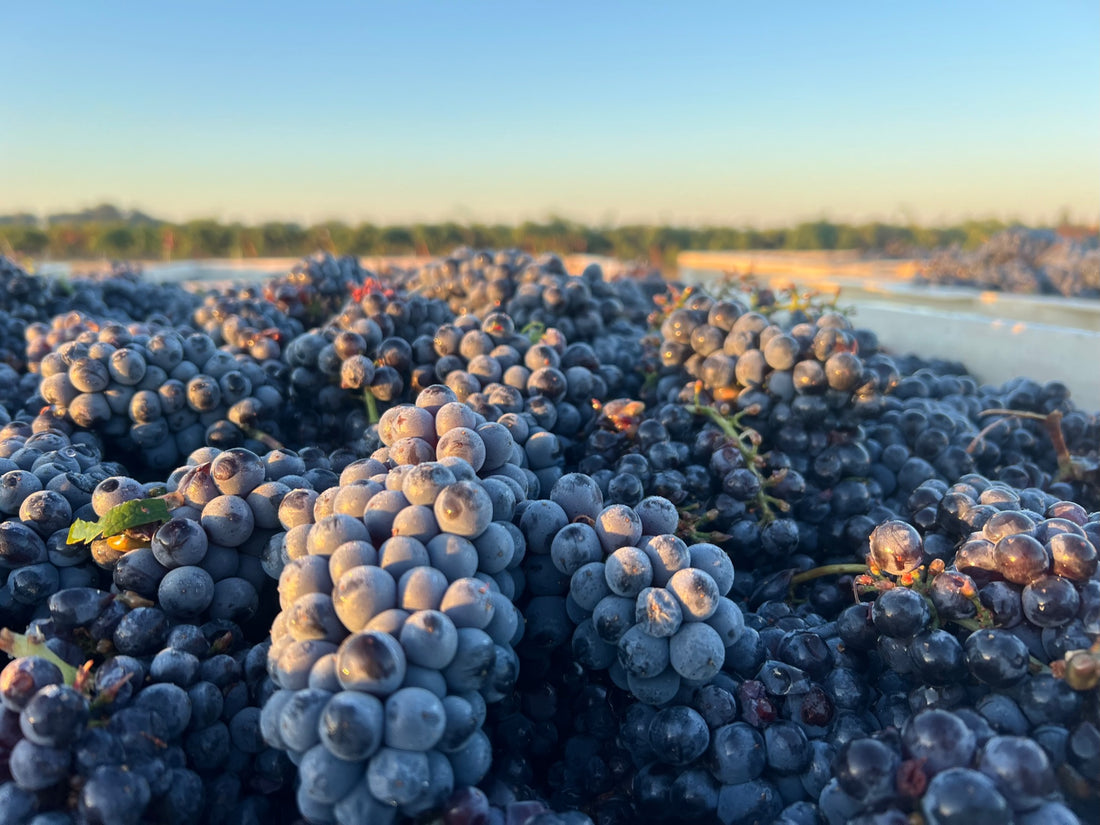 2020 Carignan  "Old School" - (80+ year old vines)!
